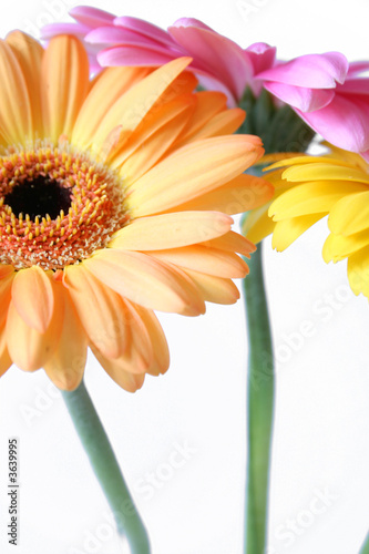 Gerbera