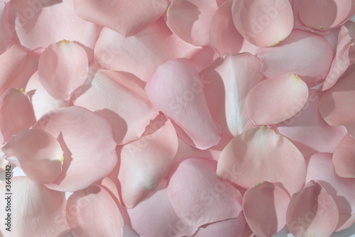 rose leaves background