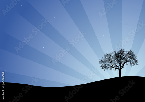 Cielo stellato - il grande albero