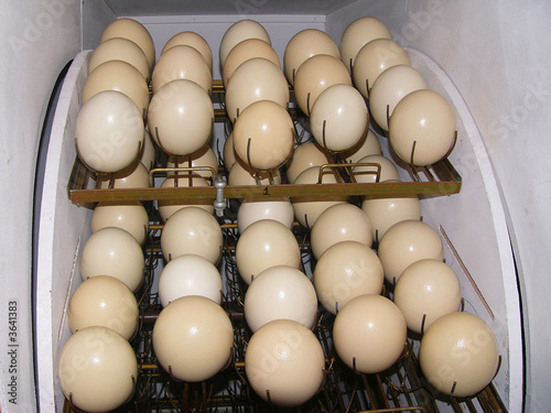 Ostrichs' eggs in incubator