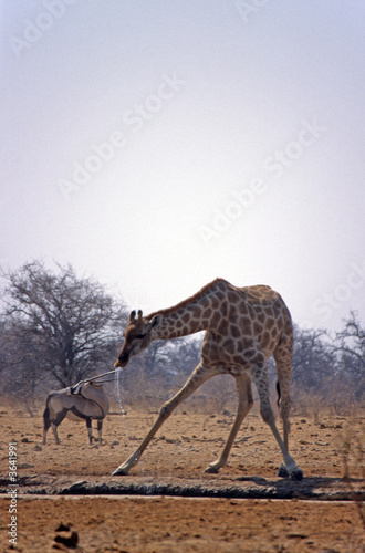 giraffe at a pool