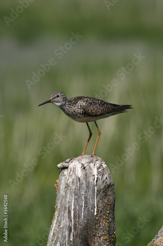 Lesser Yellowlegs 3