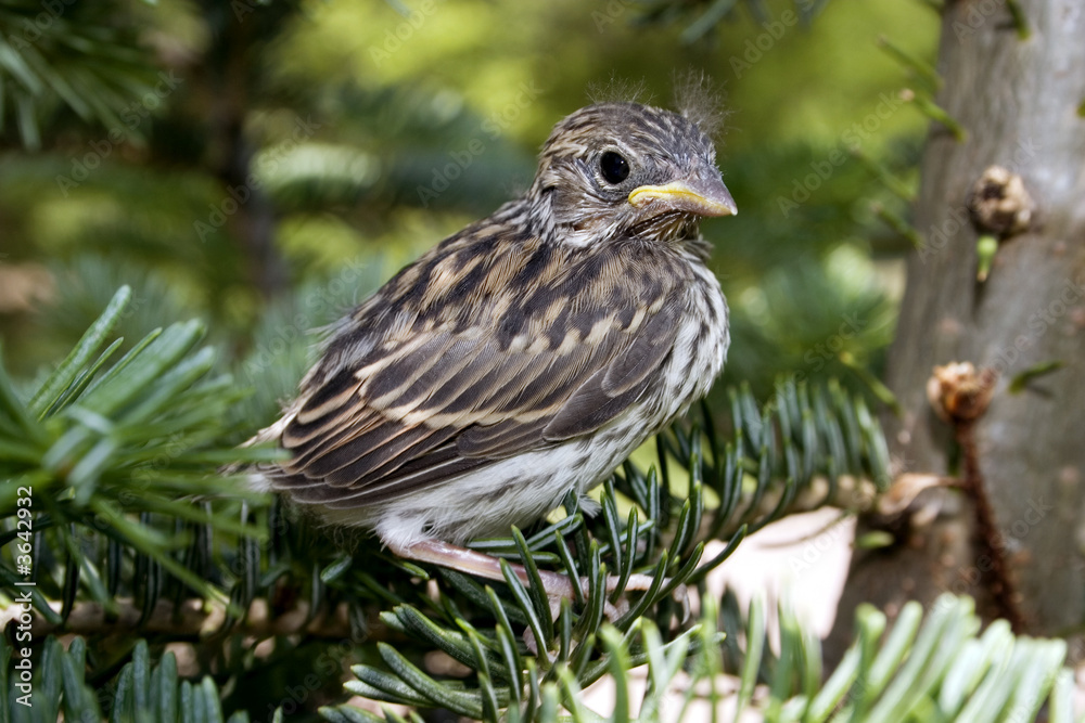a young chipping sparrow fresh from the nest a young chipping sparrow fresh from the nest