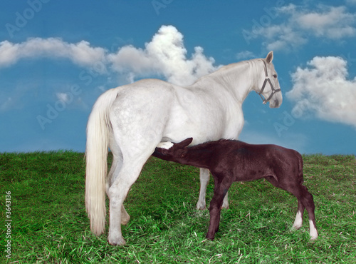 Slika na platnu mare and foal