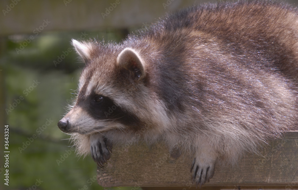 Waschbär auf der Lauer