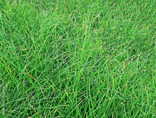 healthy grass photo