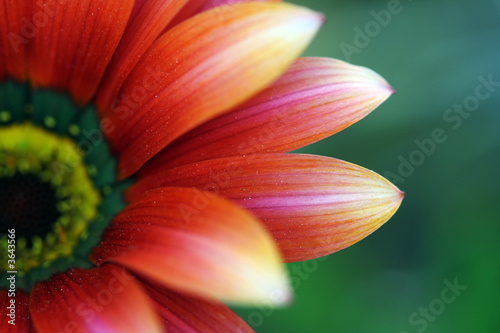 red flower close up