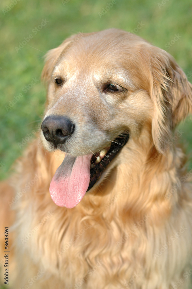 Golden retriever dog, outdoors in evening sun