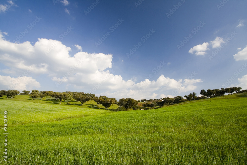 Beautiful landscape with green grass and blue sky