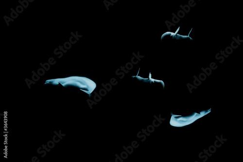 Obraz na plátně 4 blue tone belugas on isolated black background