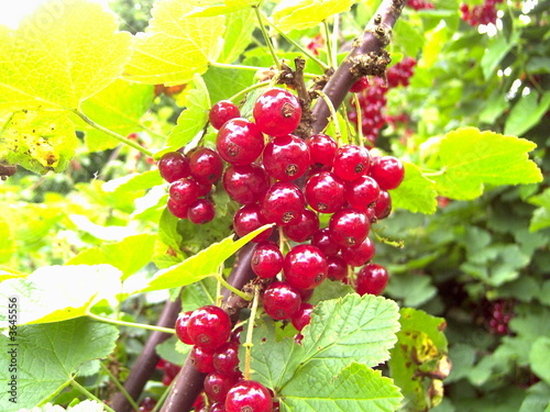 rote Johannisbeere