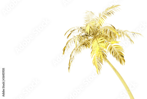 3D render of palm tree © Byron Moore