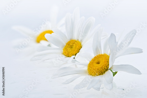 Wet daisy heads