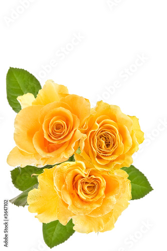 yellow rose background