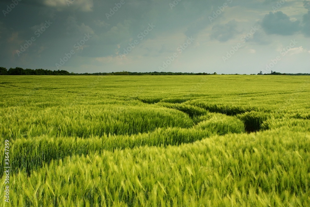 Dark wheat field landscape