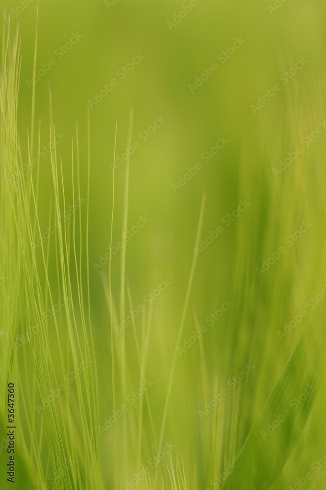 Naklejka premium Wheat close-up