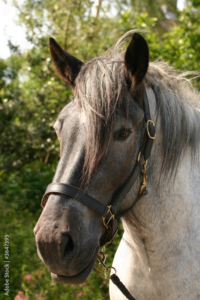 Fototapeta premium Black headed horse