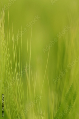 Canvas-taulu Wheat close-up