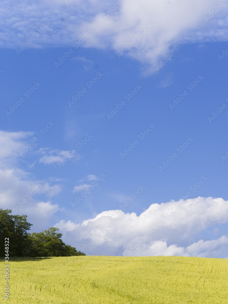Yellow field and a vivd blue sky in this postcard Yellow field and a vivd blue sky in this postcard