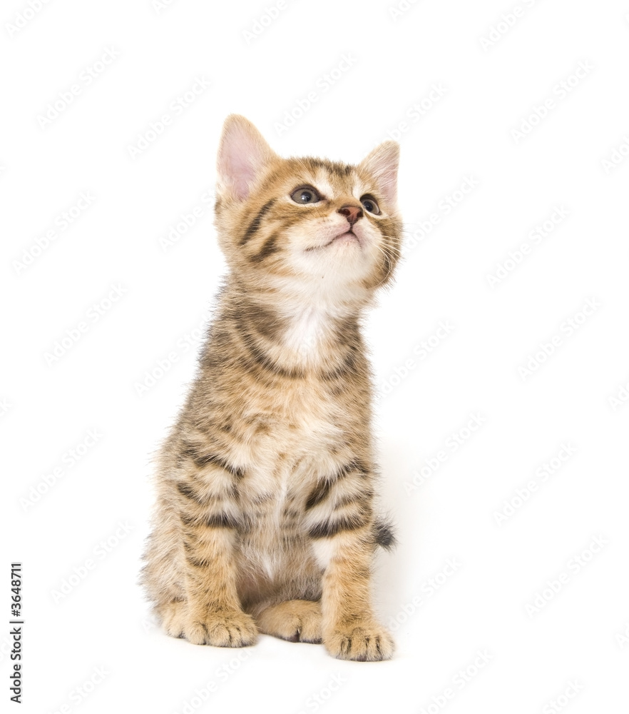 Kitten looking up on white background Kitten looking up on white background
