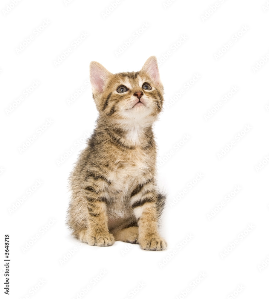 Kitten looking up on white background