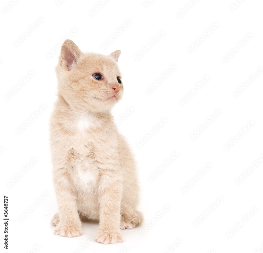 Yellow cat on white background Yellow cat on white background