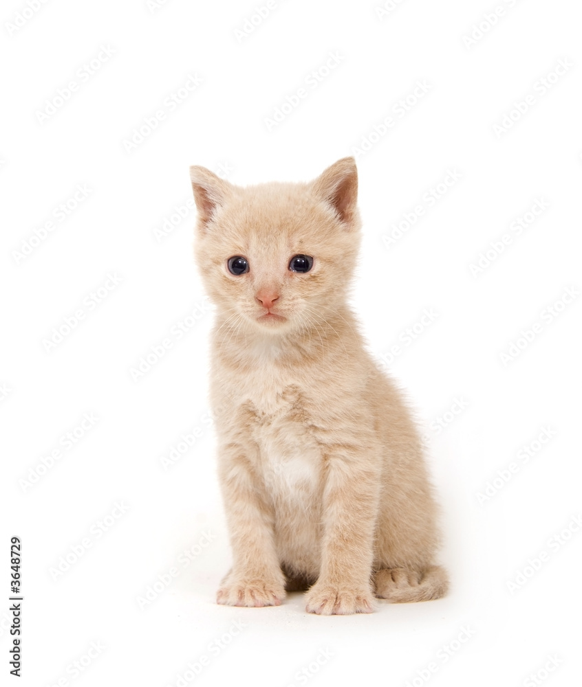 Yellow cat on white background Yellow cat on white background