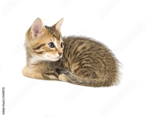 Kitten resting on white background