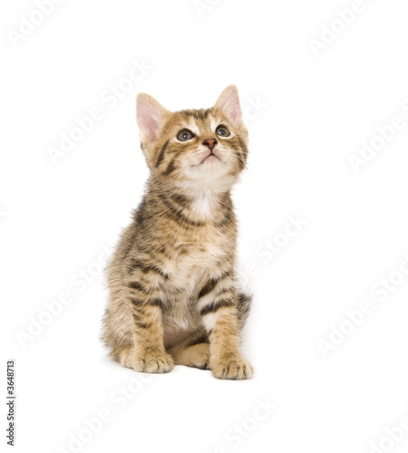 Kitten looking up on white background © Tony Campbell