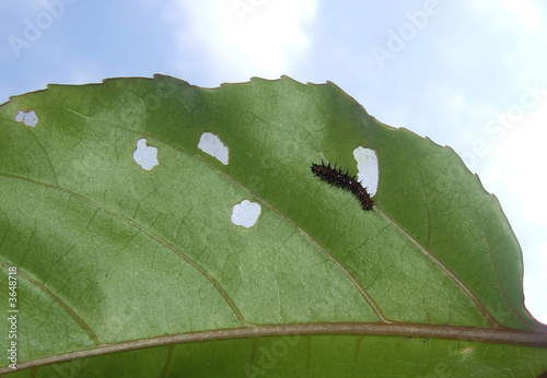 Earthworm eating the leaf