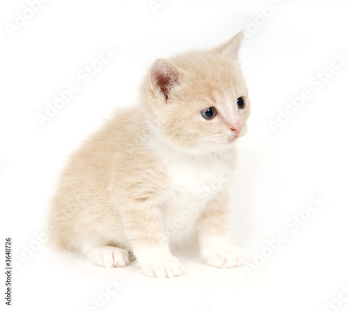 Yellow cat on white background