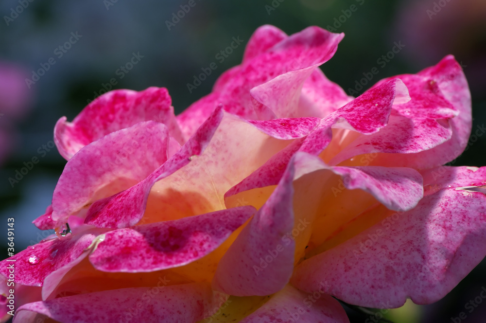 Rosenbluete im Detail