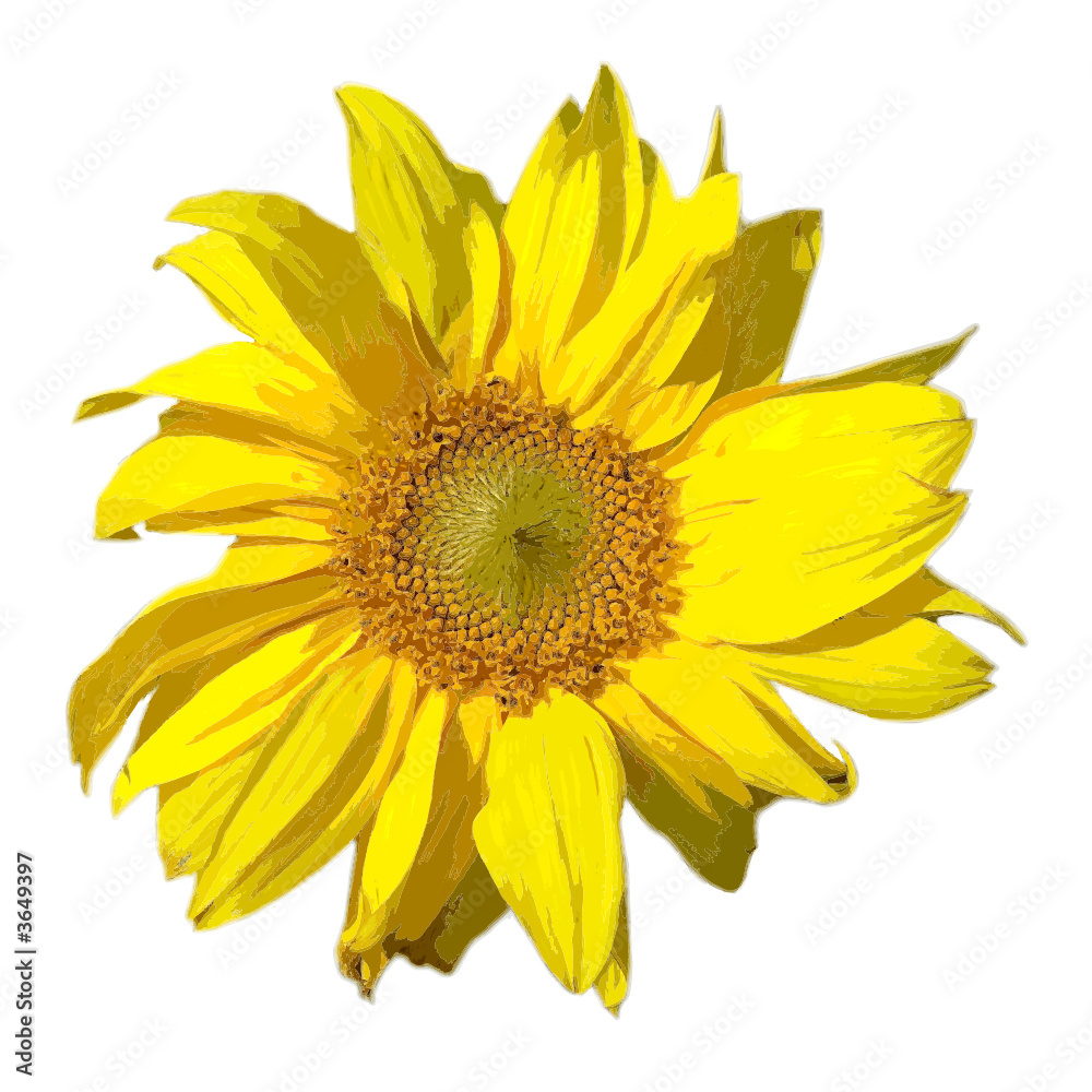 Obraz premium sonnenblume