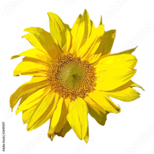 sonnenblume