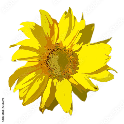 sonnenblumen