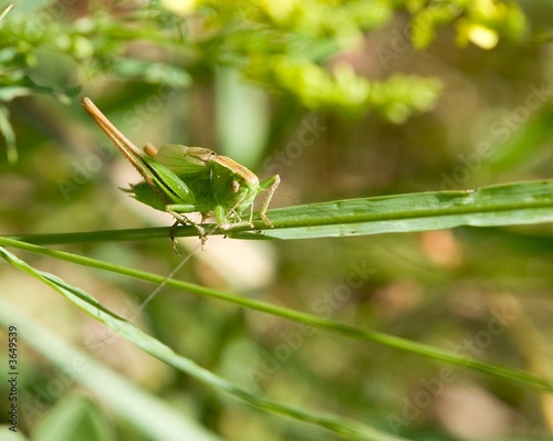 Green grasshopper