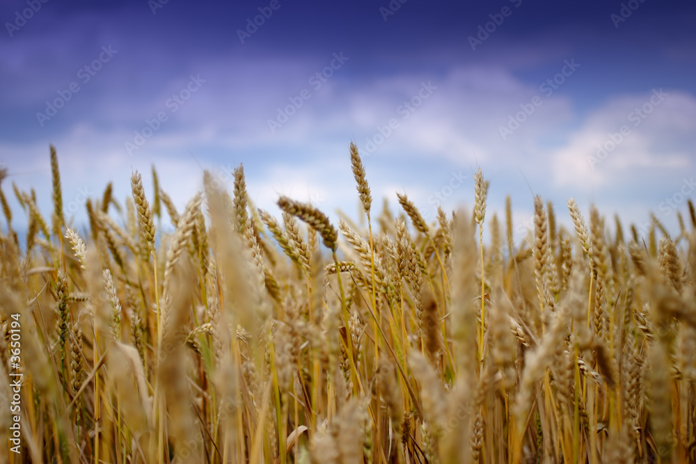 Fototapeta premium Ripe wheat