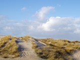 Dune with Lyme Grass at the Danish North-west Coast