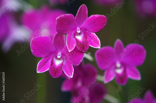 Wallpaper Mural Orchids Torontodigital.ca