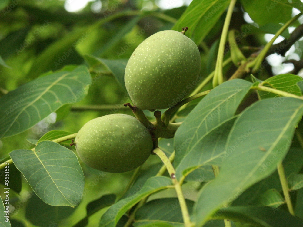 walnut_fruits