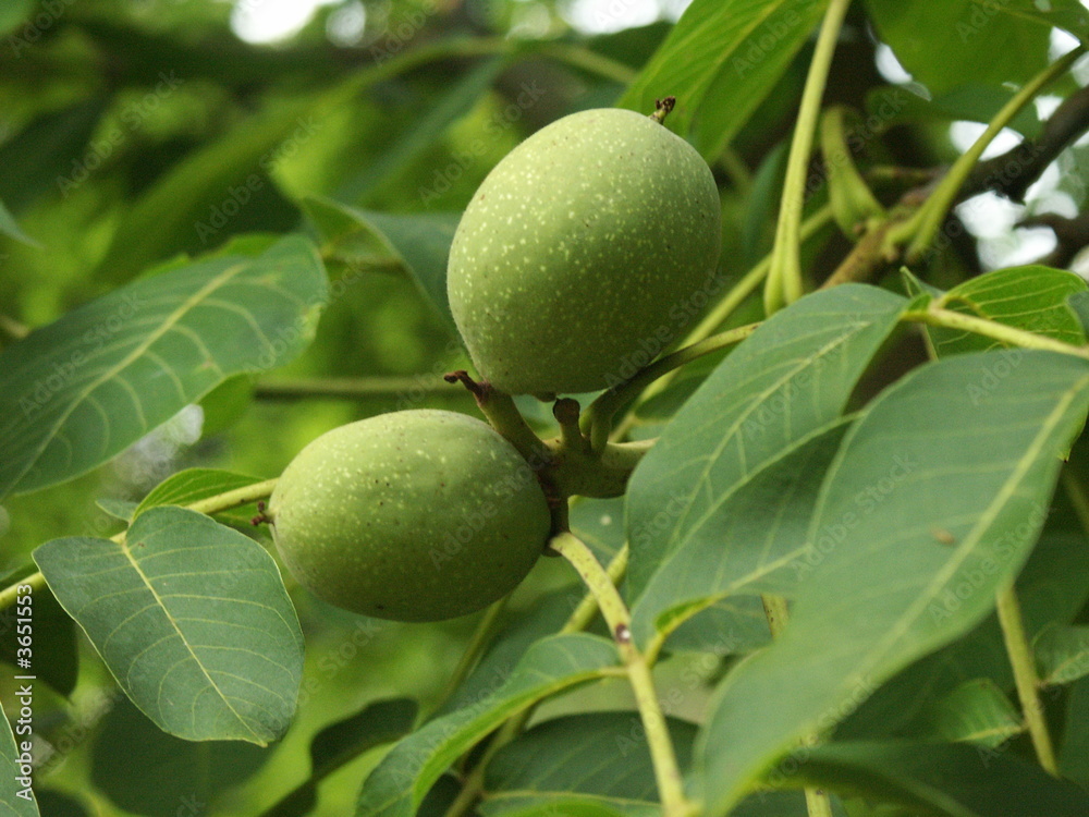 walnut_fruits walnut_fruits