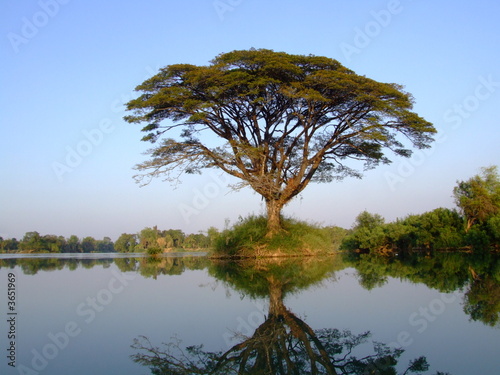 arbre sur le mekong