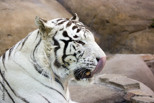 White tiger washing nose by tongue