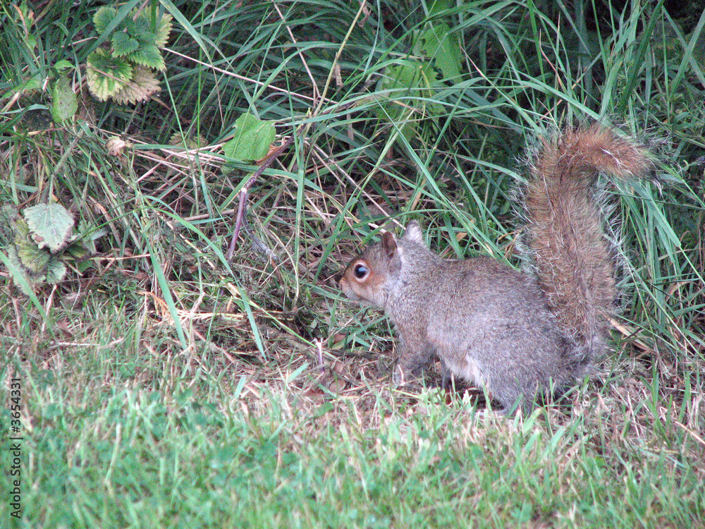 Squirrel in the Grass Squirrel in the Grass