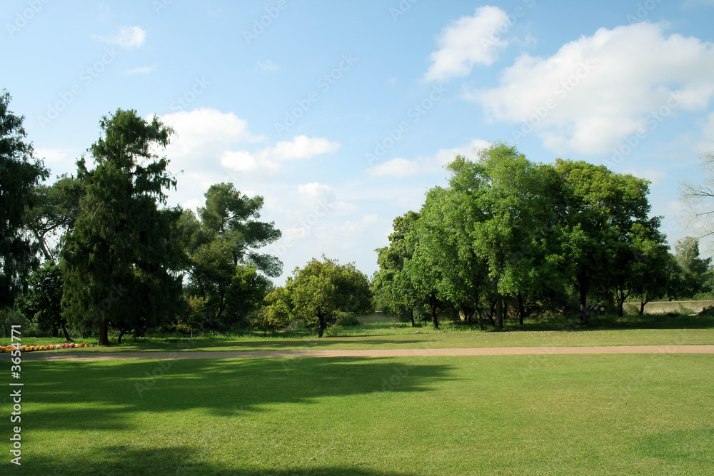 tree green in park on background sky