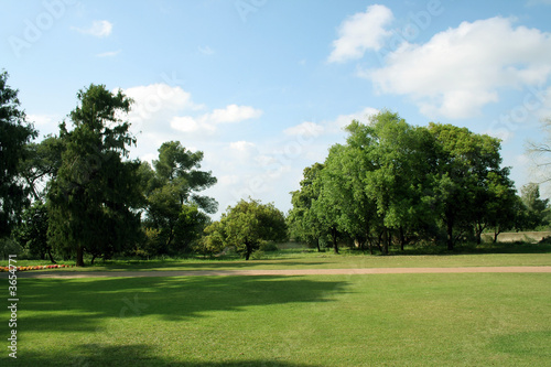 Fototapeta Naklejka Na Ścianę i Meble -  tree green in park on background sky