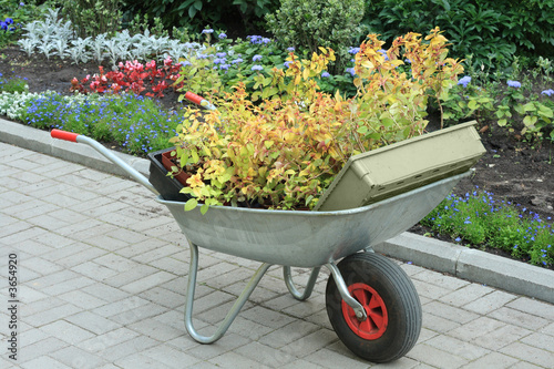 Wheelbarrow full of young plants photo