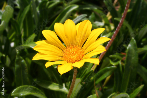 yellow flower with beautiful petal