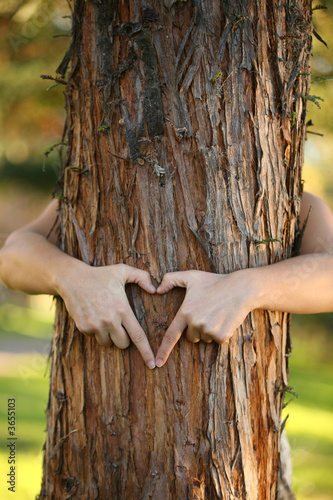 environmentalist hugging pine tree and making a heart.  photo