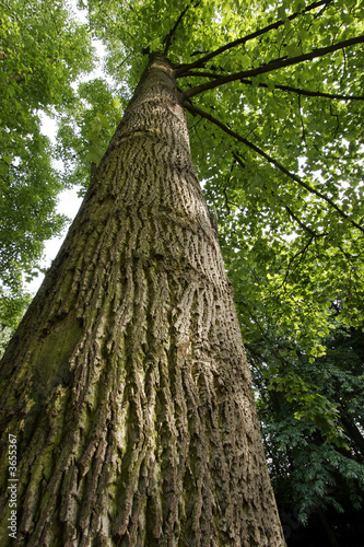 tree 0005